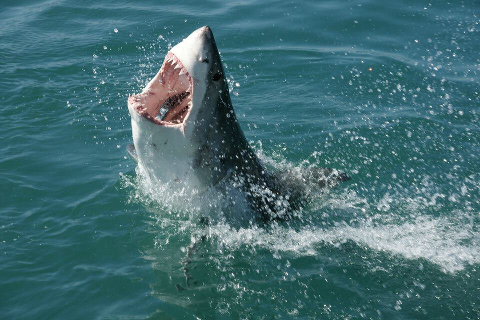 Photo of shark with open mouth emerging from water