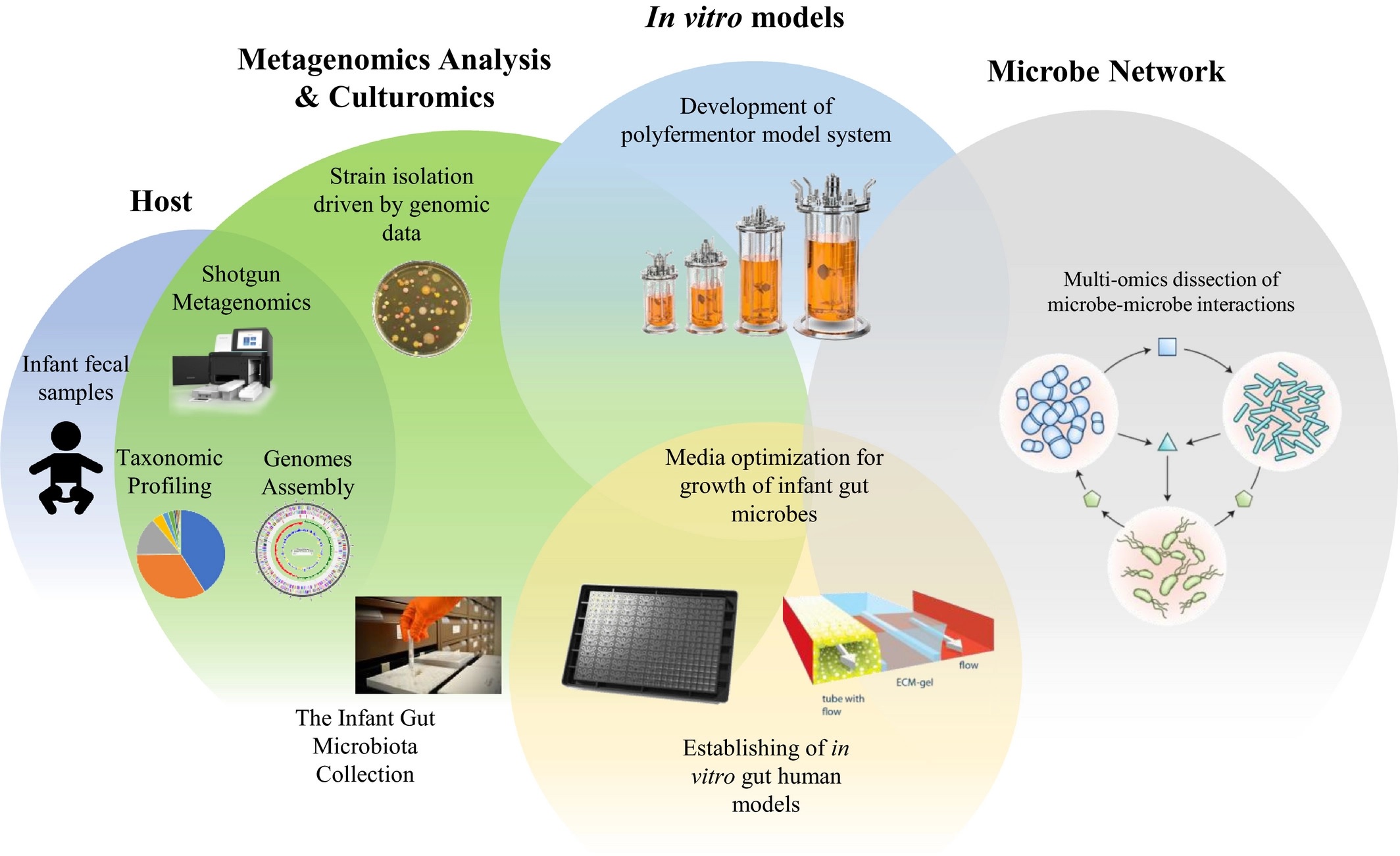 Proposed in-vitro models for microbe and host communication.