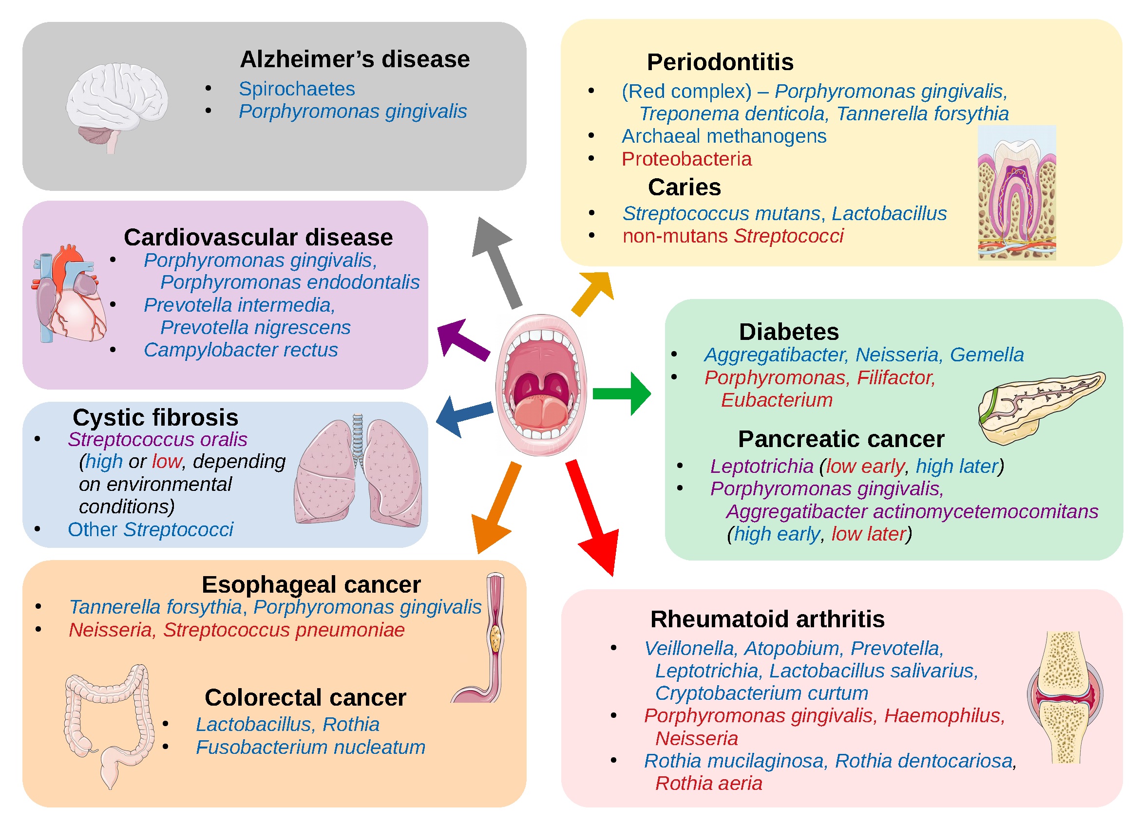 Graphical abstract of various diseases associated with the oral microbiome.