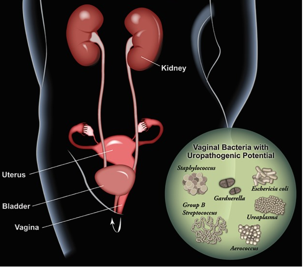 Frontiers  The Vaginal Microbiome: A Long Urogenital Colonization  Throughout Woman Life