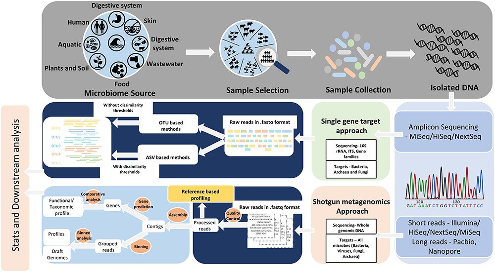 An illustration of targeted amplicon and metagenomic sequencing approaches to microbiome analysis