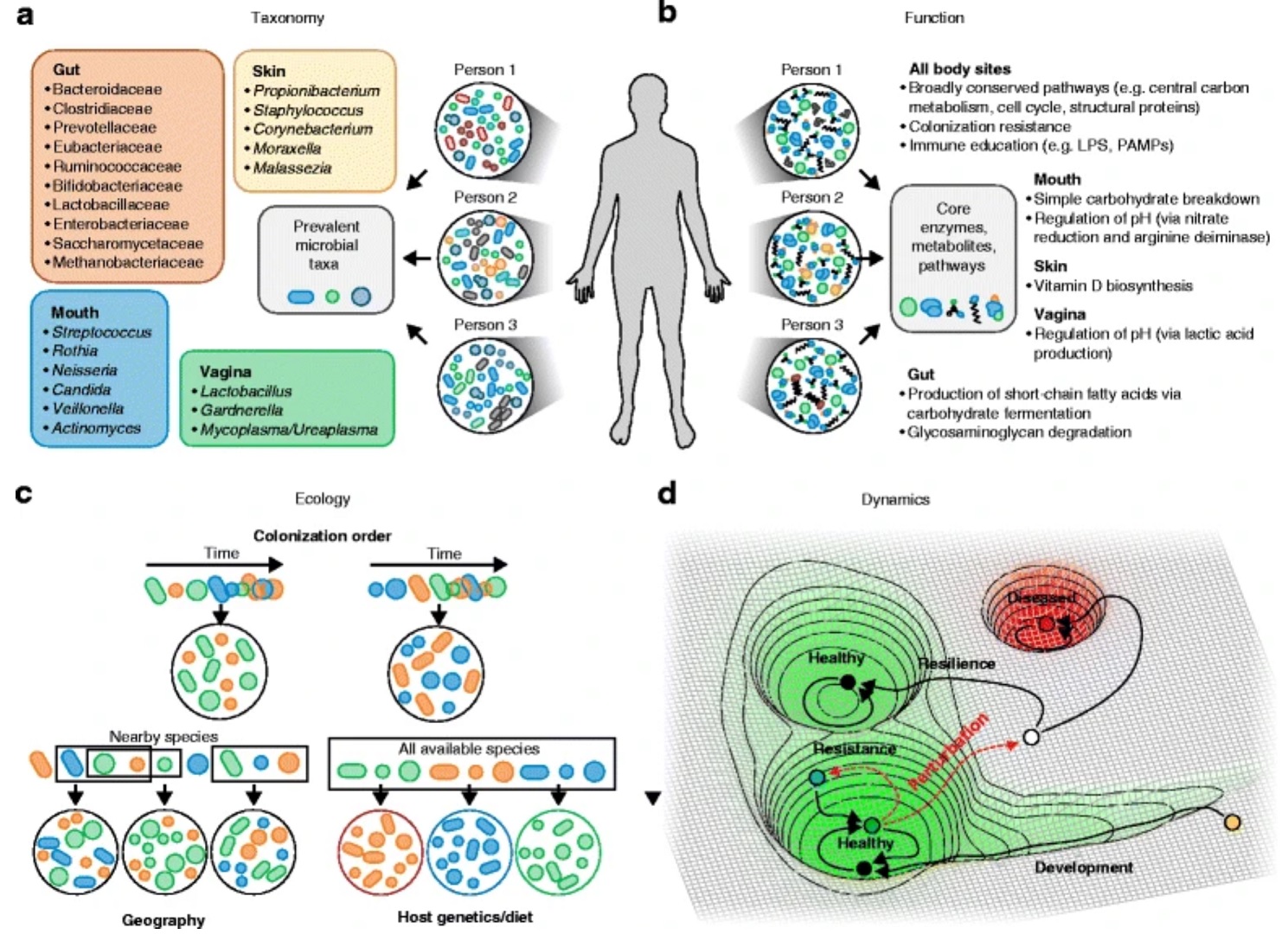 Image showing taxonomy, function, ecology, and dynamics of healthy human microbiomes