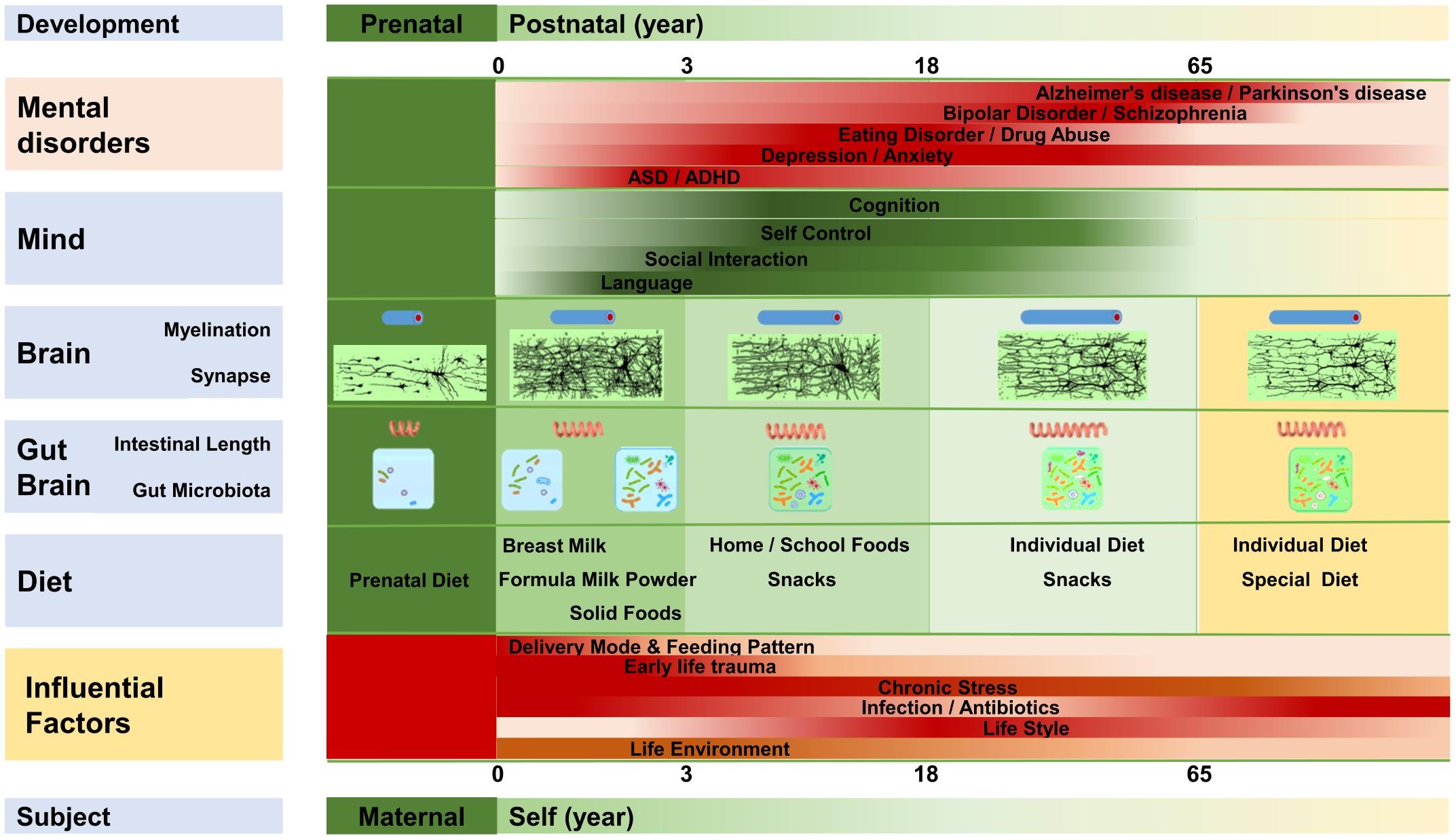 Development of mental faculties in relation to the gut-brain axis.