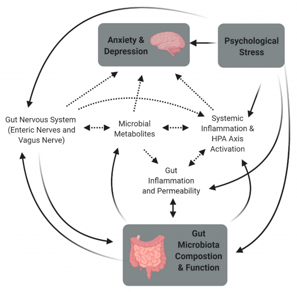 Interactions between the microbiome-gut-brain axis which dictate various composition and functions.