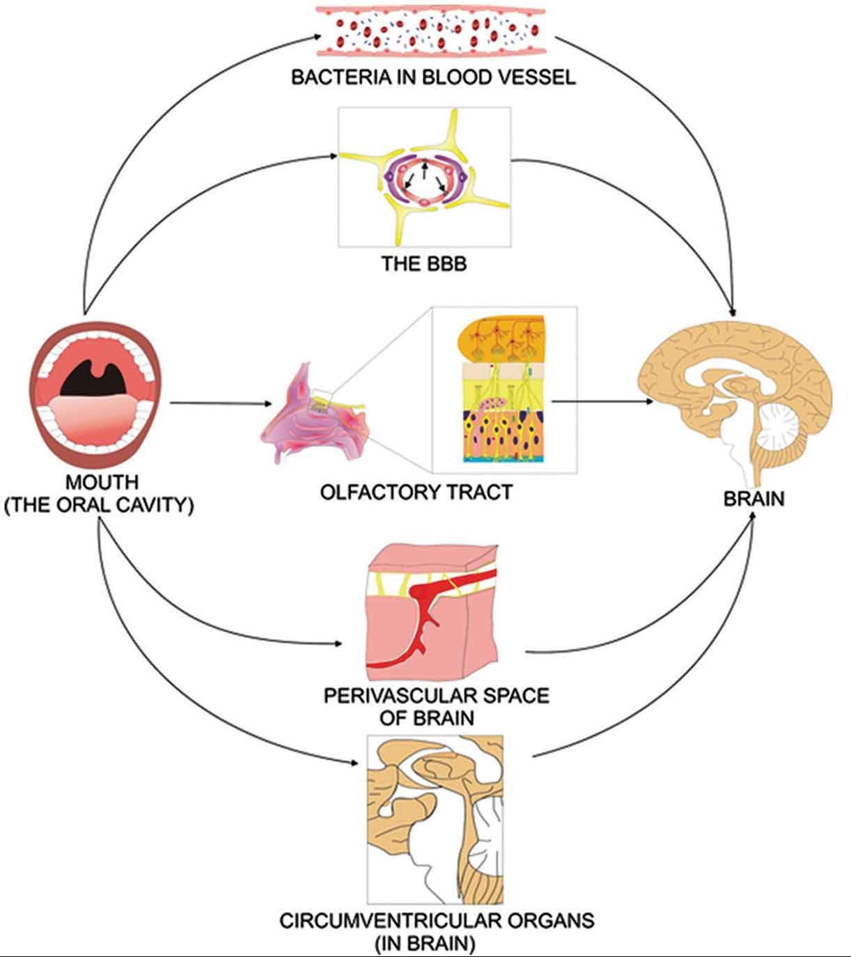 Interactions between the oral microbiome and brain function, including direct and indirect mechanisms.