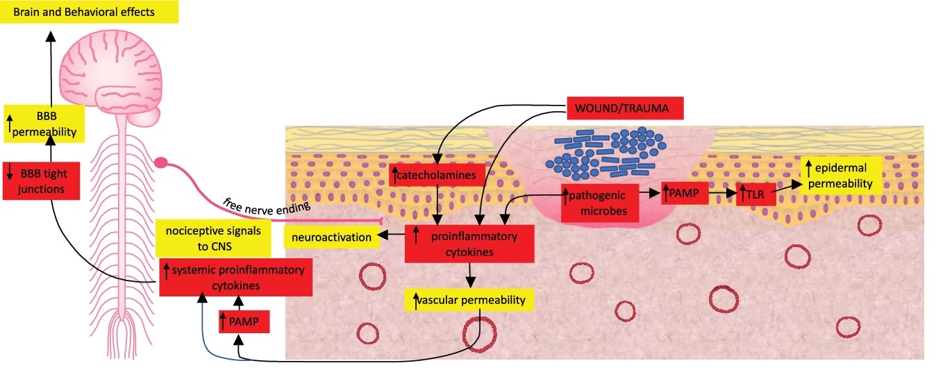 Pathway of chronic wounds affecting the brain and behavior effects.