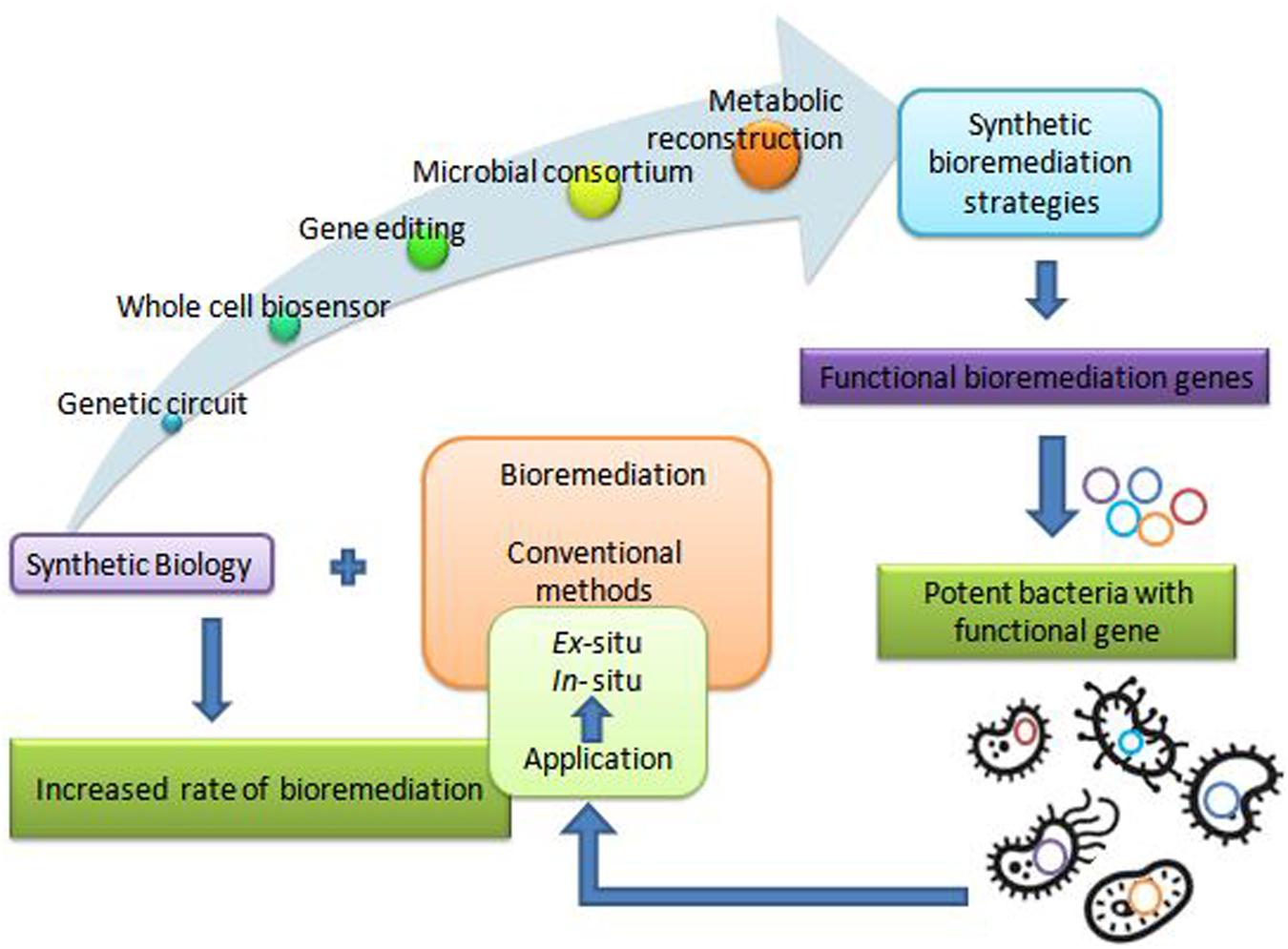Pollution and Bioremediation - Microbiomes: Health and the Environment ...