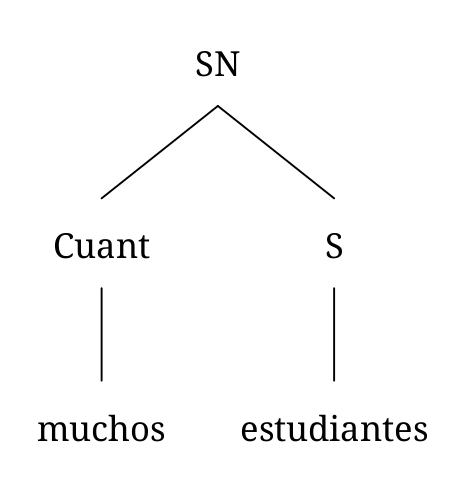 El segundo, “muchos estudiantes”, consiste en un cuantificador (muchos) y un sustantivo (estudiantes).