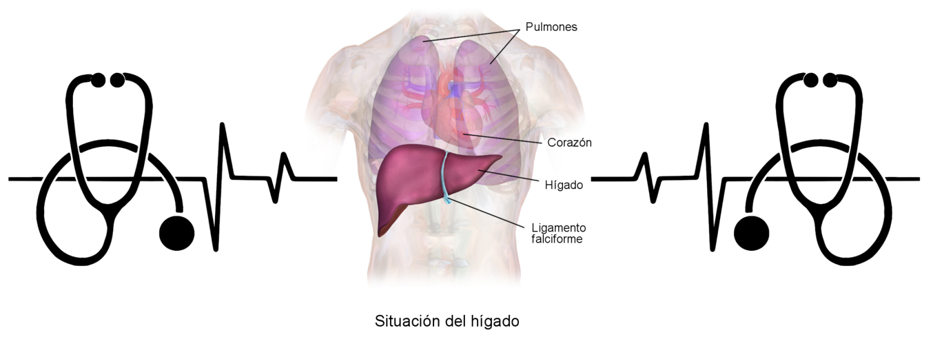 Representación anatómica de varios órganos internos humanos con el hígado resaltado.