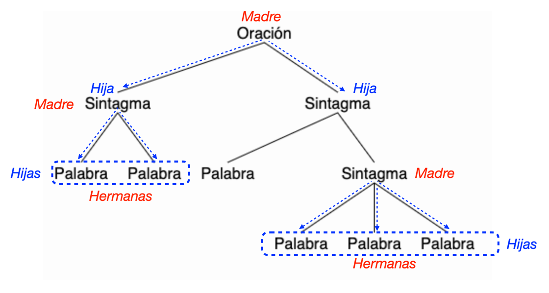 El parentesco entre los nodos y constituyentes de un diagrama arbóreo. Los términos “madre”, “hija” y “hermana” se usan para referirse a la estructura jerárquica del árbol.