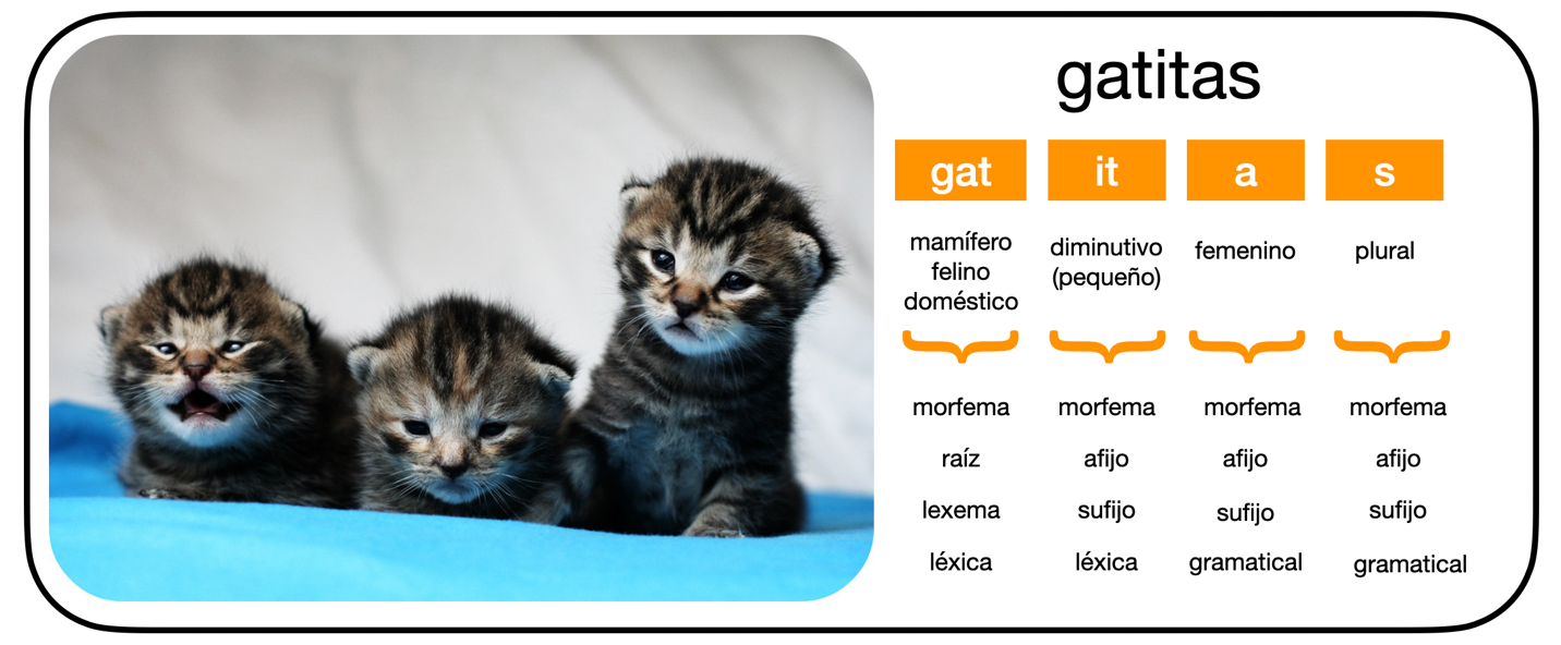 Los morfemas derivados y flexivos en la palabra gatitas en español.