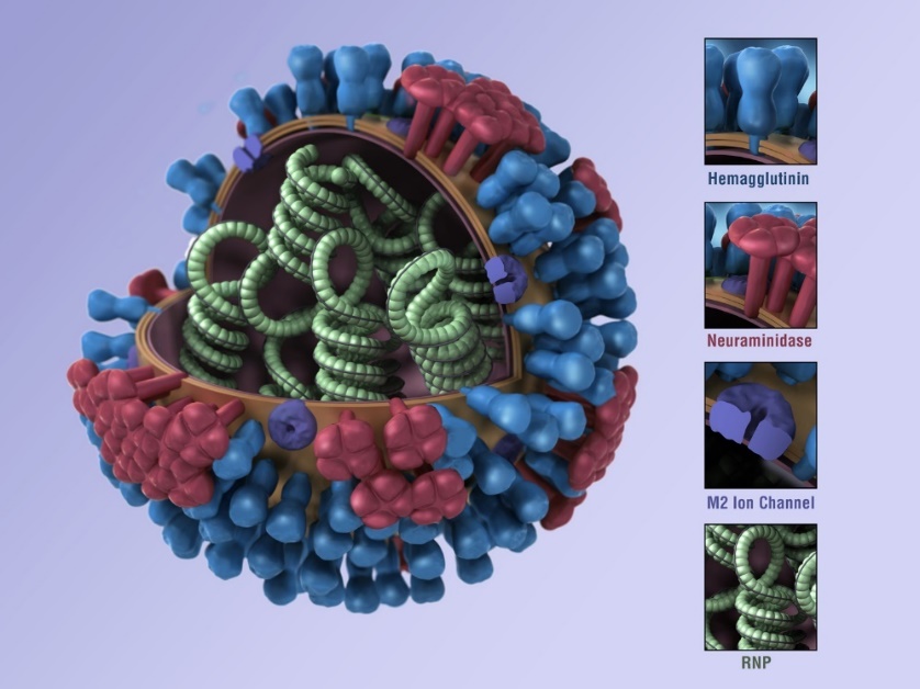 A colorful close-up drawing of an influenza virus, with red and blue proteins showing on the outside and green coils in a cut-out of the inside.