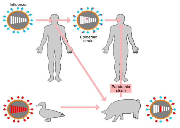 Two gray outlines of human bodies show the influenza virus transmitting between them. Pink arrows move between the bodies and a gray image of a pig, and a pink arrow moves between the gray image of a duck to the pig.