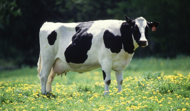 Holstein cow