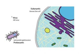 Eukaryotic human liver cell, prokaryotic Salmonella typhimurium, and virus HIV virus showing the size difference between the tiny virus, small prokaryotic cell, and larger eukaryotic cell.