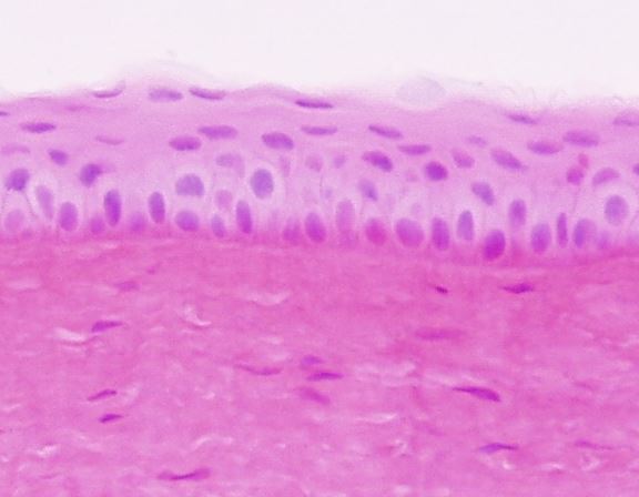 Cornea Histology