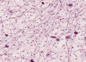 loose connective tissue slide