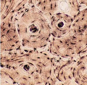 types of connective tissue cells