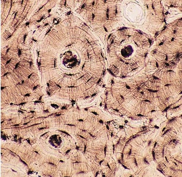 Connective tissues – Histology
