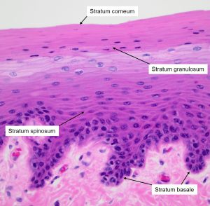 Spinosum stratum What Does
