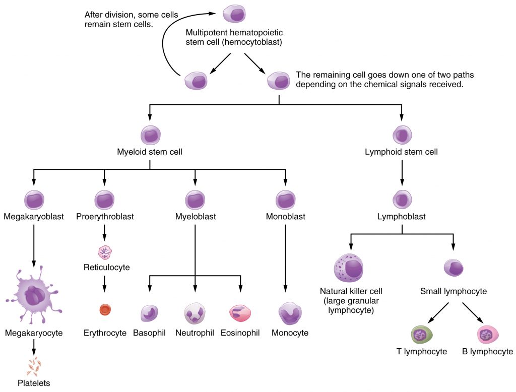 Types Of White Blood Cells Histology Rwanda 24