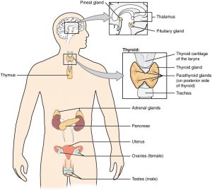 Endocrine System Histology