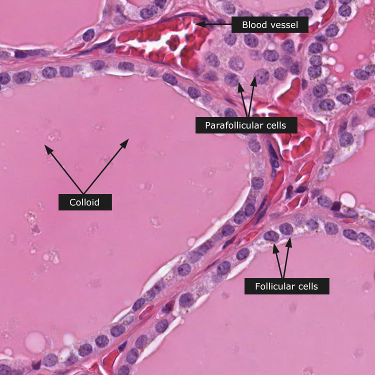 Endocrine System Histology 4319