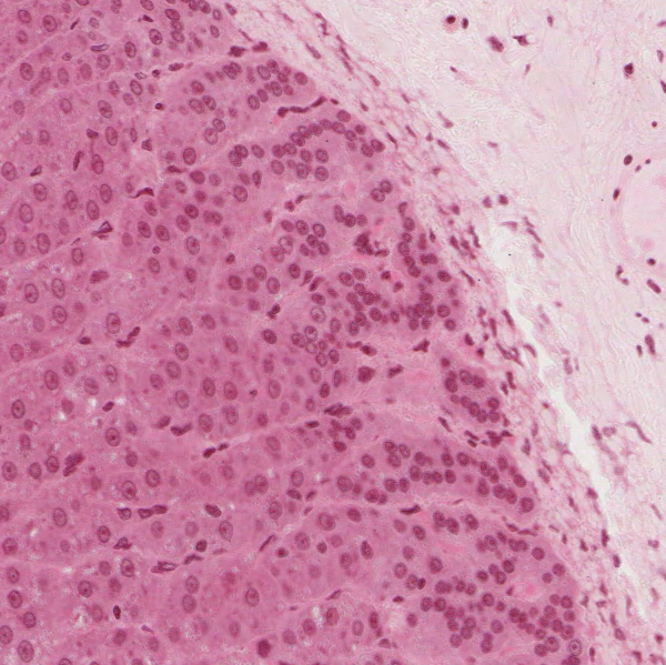 Zona Glomerulosa Histology