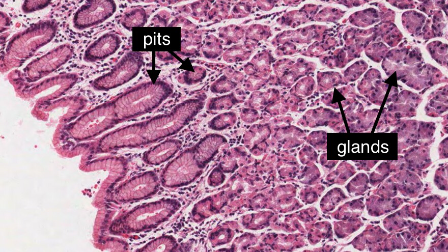 Gastric Glands Histology