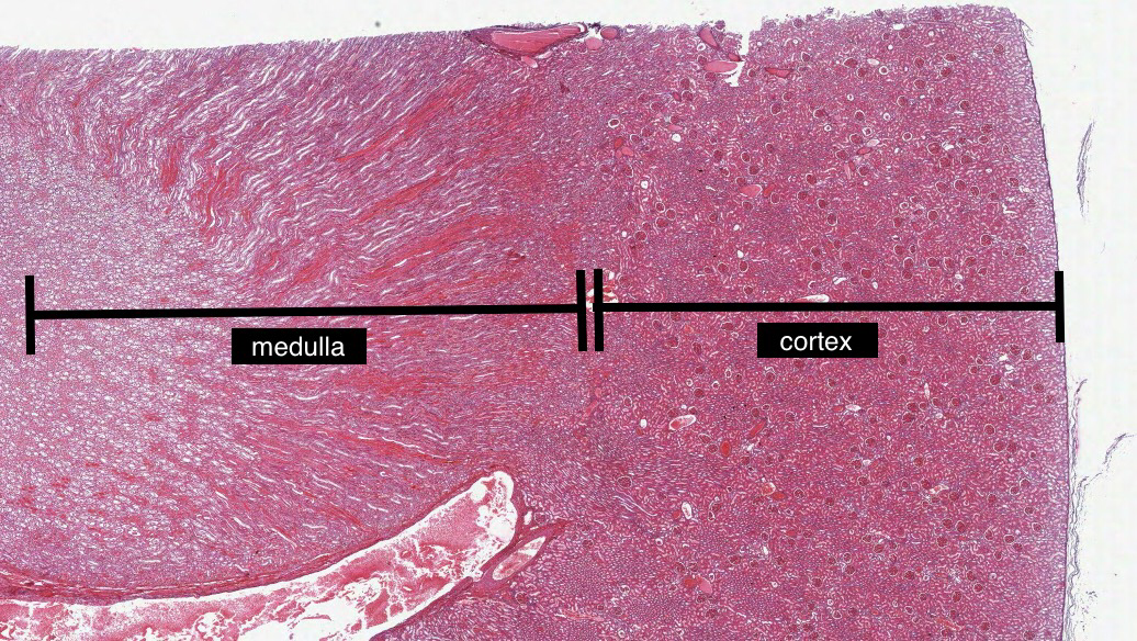 Kidney Histology Slide Labeled