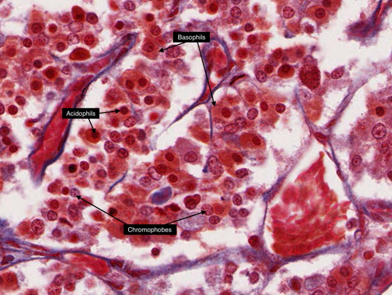 Endocrine system – Histology