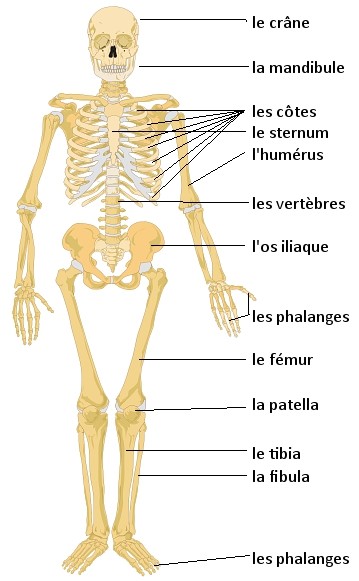 Skeleton with the labels (1) le crâne (skull), (2) la mandibule (jaw), (3) les côtes (ribs), (4), le sternum, (5) l'humérus, (6) les vertèbres, (7) l'os iliaque (iliac bone), (8) les phalanges (fingers), (9) le fémur, (10), la patella, (11) le tibia, (12) la fibula, (13) les phalanges (toes)