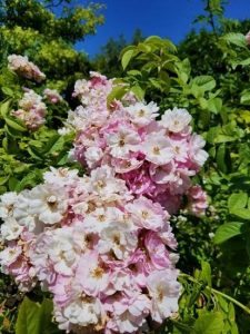 pink flowers