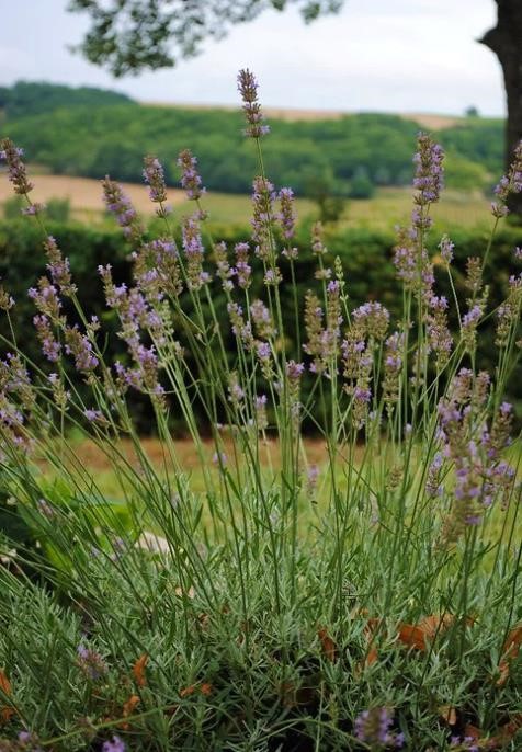 a small shrub-like plant with spikes of tiny purple blooms