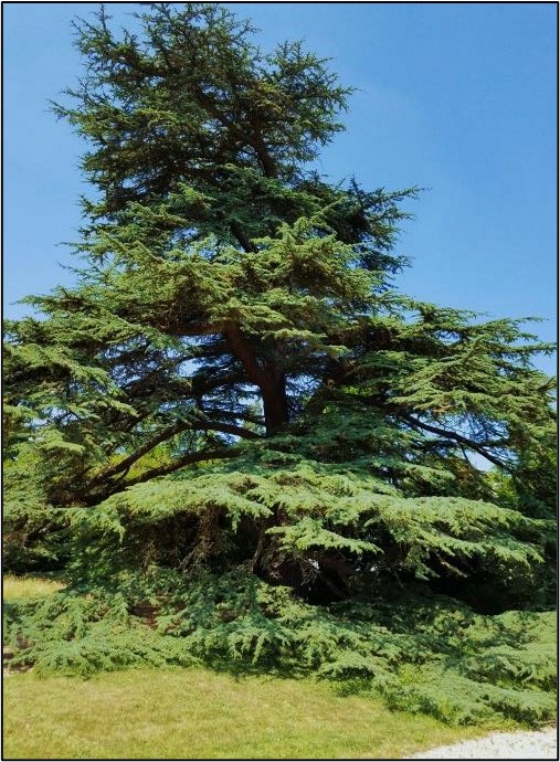 A large evergreen tree with side branches