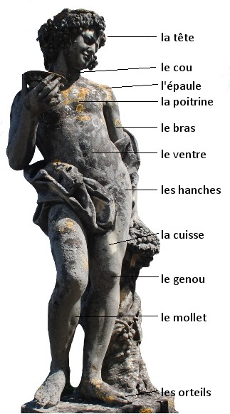 Classical statue of a faun with these labels (1) la tête, (2) le cou, (3) l'épaule (shoulder), (4) la poitrine, (5) le bras, (6) le ventre, (7) les hanches (hips), (8), la cuisse (thight), (9) le genou, (10) le mollet (calf), (11) les orteils (toes)