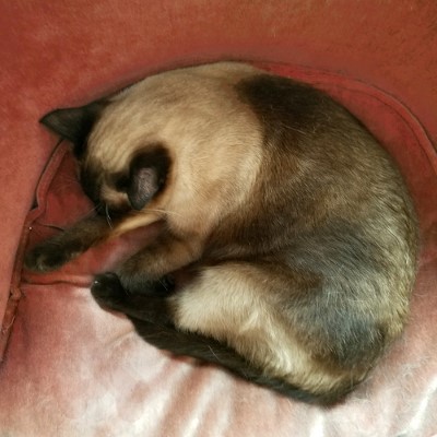 a Siamese cat asleep on a velvety armchair