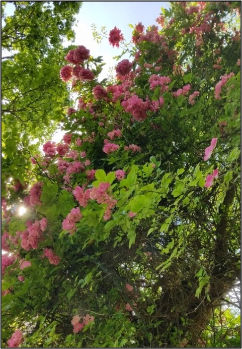 A spray of pink roses on a vine