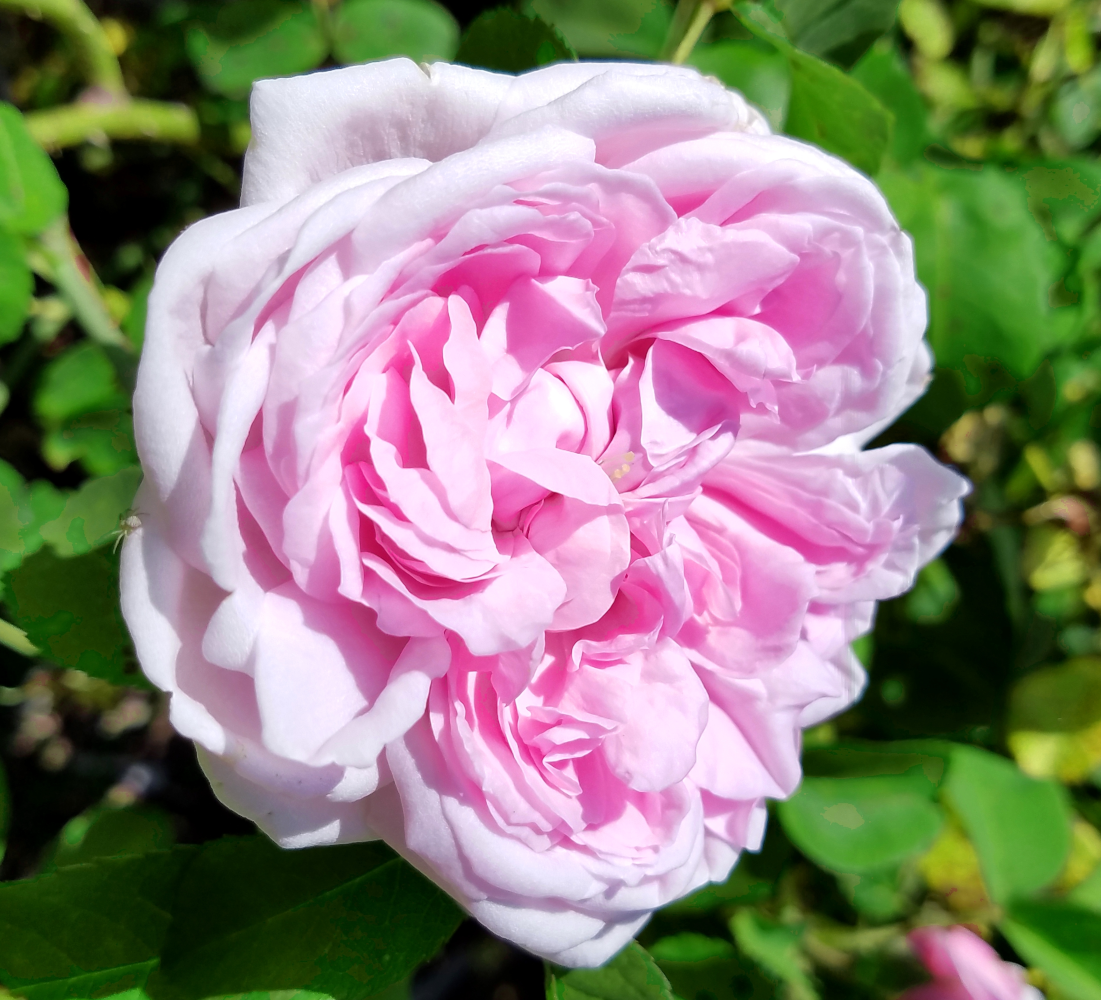 A pale pink rose with layers of petals