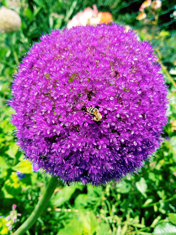 A honey bee sits atop a large purple flowerhead