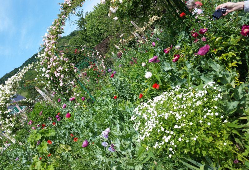 A tourist takes a photo of poppies, roses, and other blooms