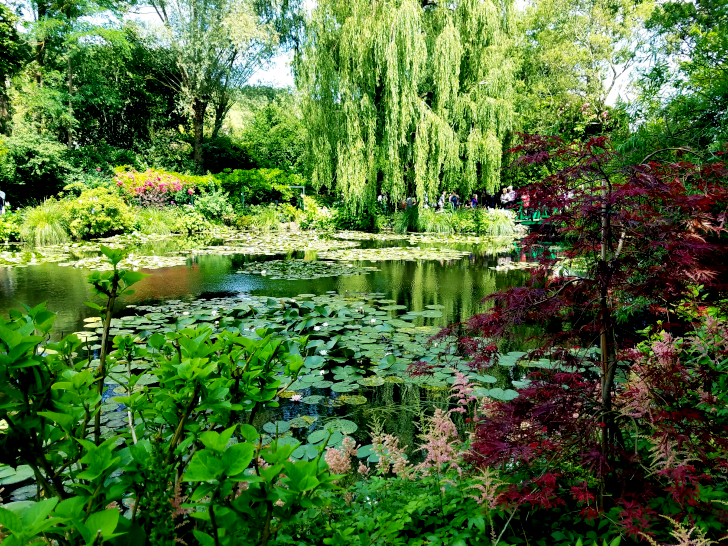 Waterlillies float on a pond