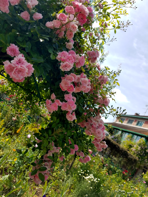 Clusters of pink roses climb a trellis in front of a 2-story house