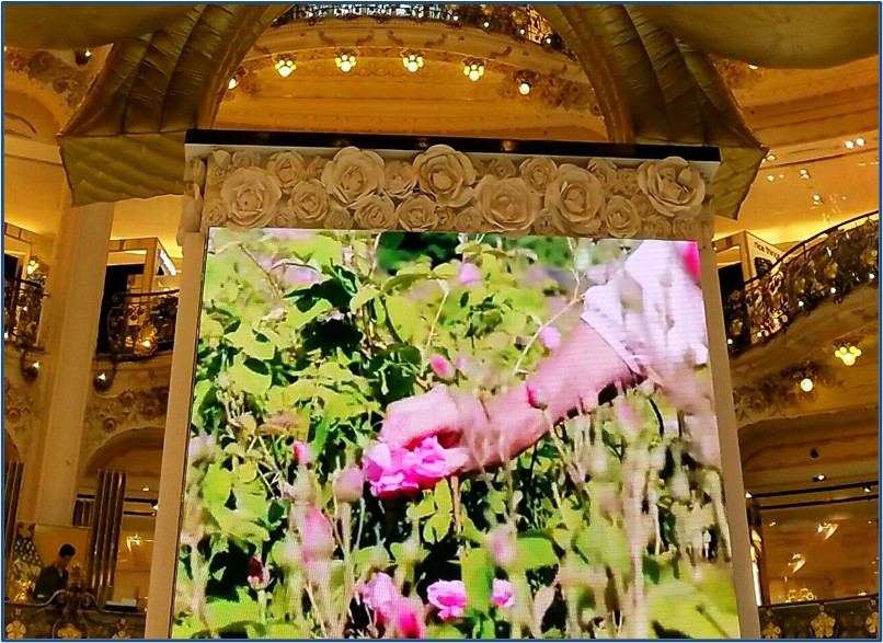 A tv screen in a department store shows a woman's hand picking roses