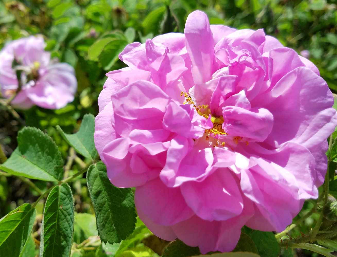 A medium pink rose with yellow stamens