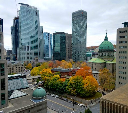 Fall foliage on Norwegian maple trees in an urban park amidst high-rise buildings