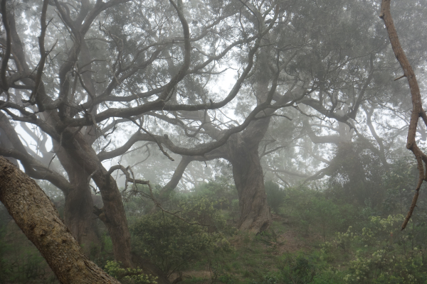 Fog envelops trees and brush