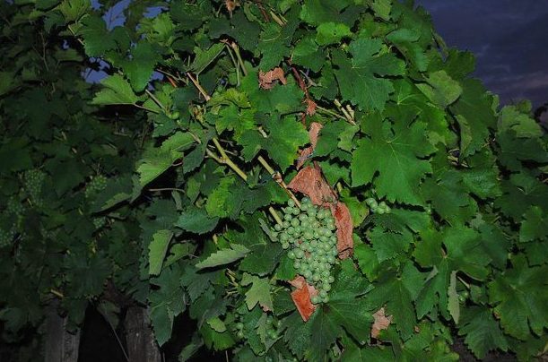 A cluster of green grapes on the vine