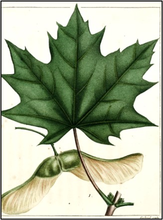 A wide maple leaf and seeds typical of the Norwegian Maple