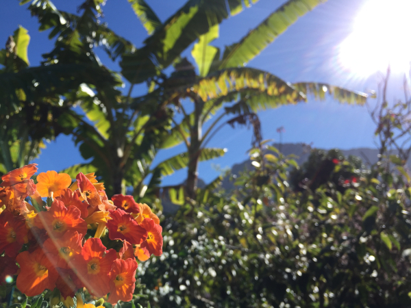 The sun shines brightly over palm trees and a cluster of orange flowers